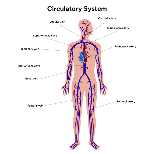 Sistema circulatório humano diagrama médico completo do corpo anatomia