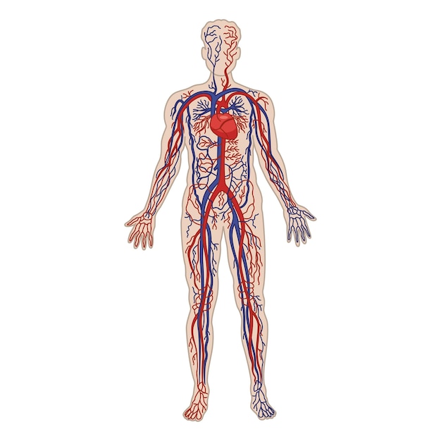 Vetor sistema circulatório humano