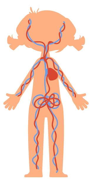 Vetor sistema de circulação sanguínea na ilustração da educação corporal da criança isolada em fundo branco