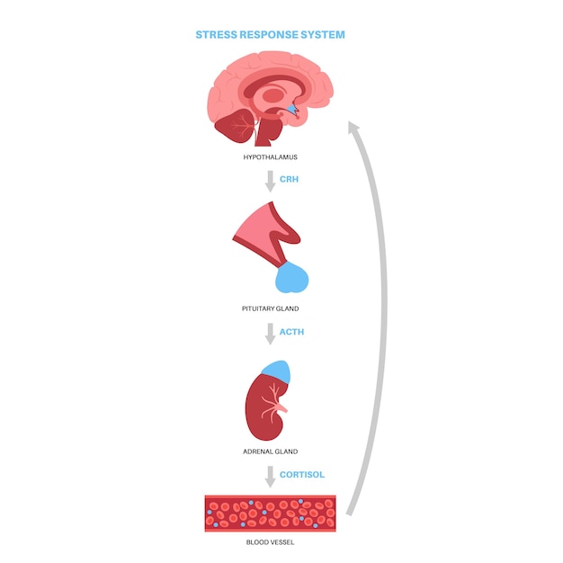 Vetor sistema de resposta ao estresse. eixo hipotalâmico-hipofisário-adrenal. conceito de glândulas supra-renais e pituitárias