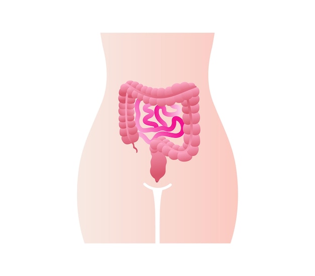 Sistema digestivo cólon e intestino delgado carta de educação médica de biologia para intestino diagra