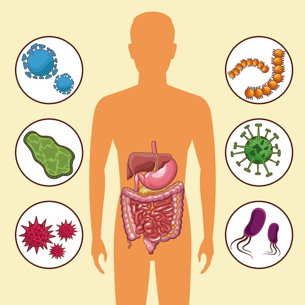 Sistema digestivo com bactérias