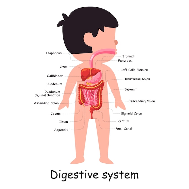 Vetor sistema digestivo humano corpo órgão interno anatômico estômago abdominal ilustração gráfica