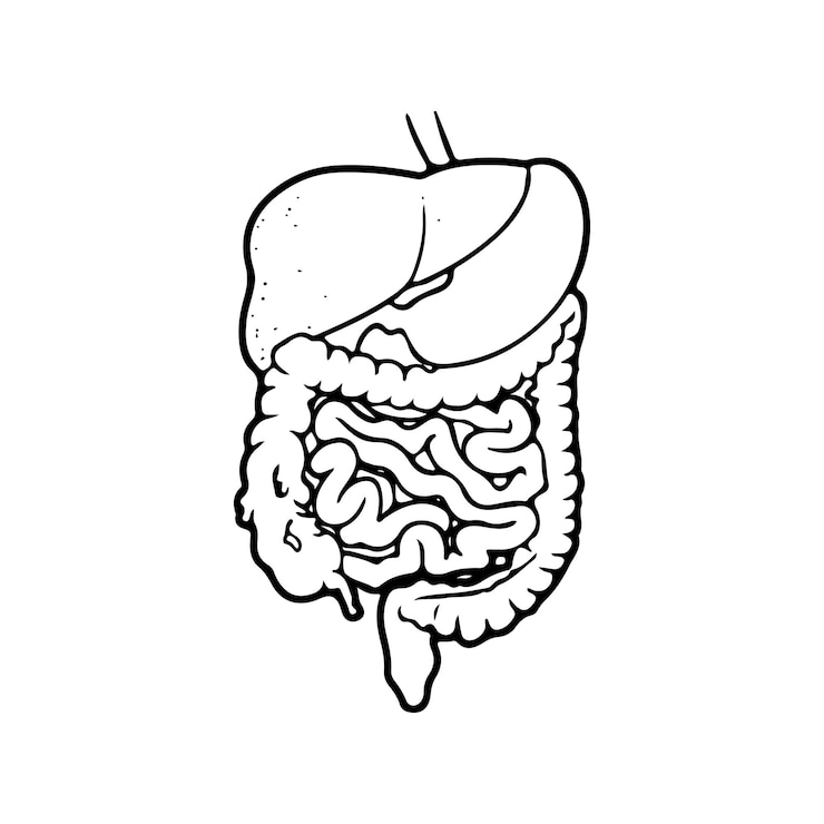 Vetor sistema digestivo humano em estilo delineado preto. estômago, ilustração vetorial de intestinos.