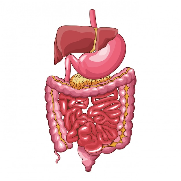 Sistema digestivo humano