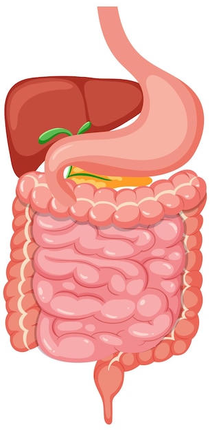 Vetor sistema digestivo médico humano