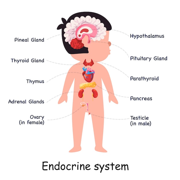 Sistema endocrino hormônios glândulas corpo anatômico órgão interno ilustração gráfica