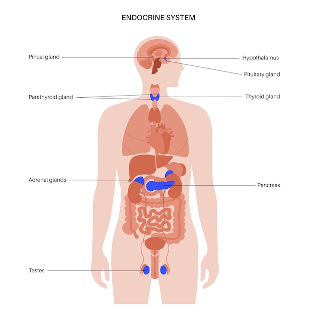 Vetor sistema endócrino humano
