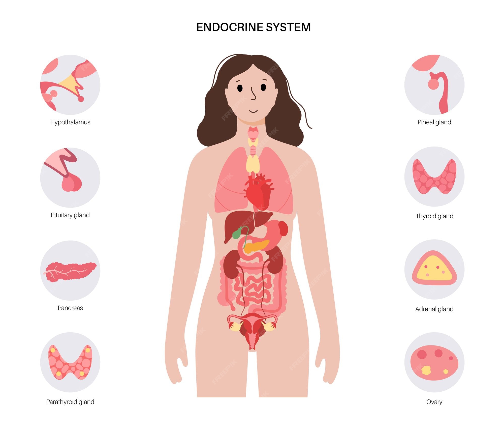 sistema-end-crino-humano-vetor-premium