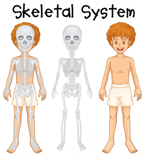 Sistema esquelético em menino humano