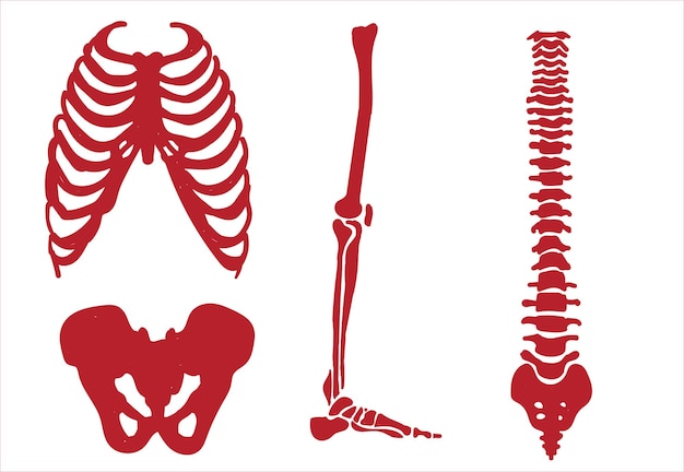 Sistema esquelético humano. articulações e ícones de ossos de partes do corpo esboçam ilustração vetorial de desenho à mão. sku