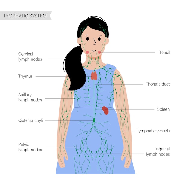 Sistema linfático no corpo humano