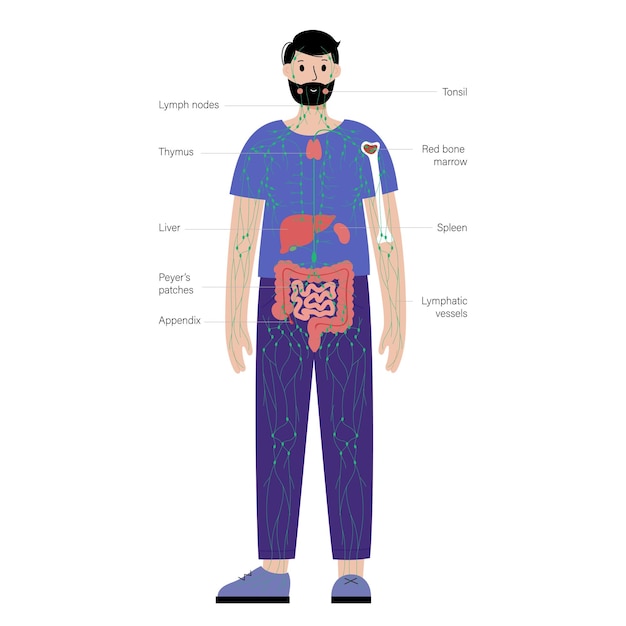 Vetor sistema linfático no corpo humano