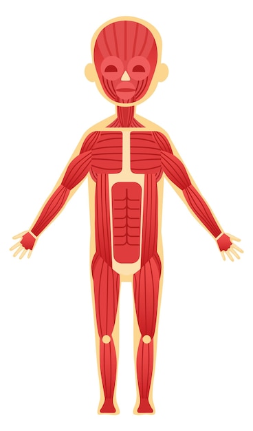 Vetor sistema muscular da criança ilustração educacional anatomia humana