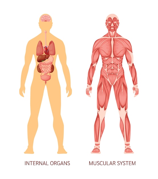 Sistema muscular do corpo humano e órgãos internos coração fígado cérebro rins pulmões