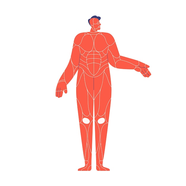 Sistema muscular do corpo humano. esquema de músculos internos em silhueta de modelo de homem abstrato. estrutura anatômica simples, vista frontal do tronco. ilustração em vetor plana isolada no fundo branco.