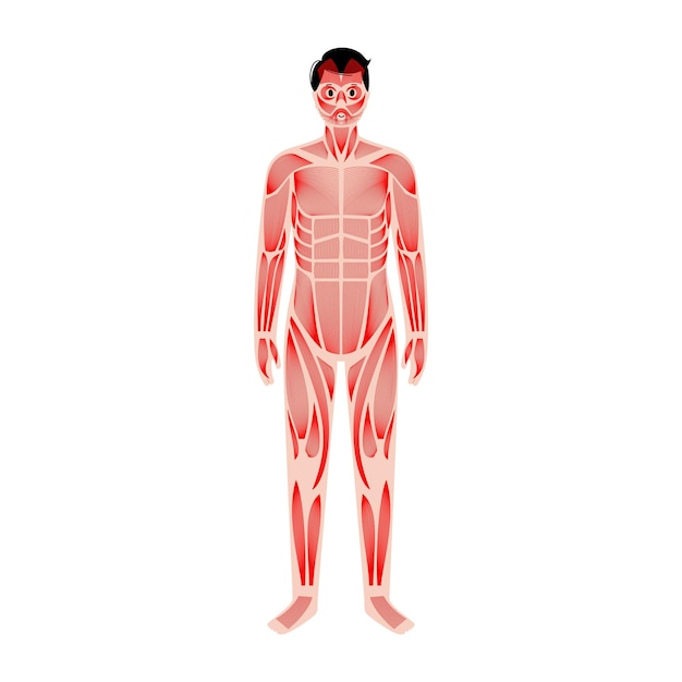 Sistema muscular humano