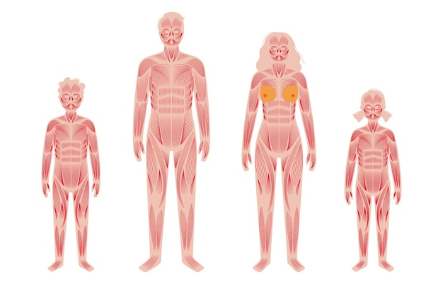 Sistema muscular humano