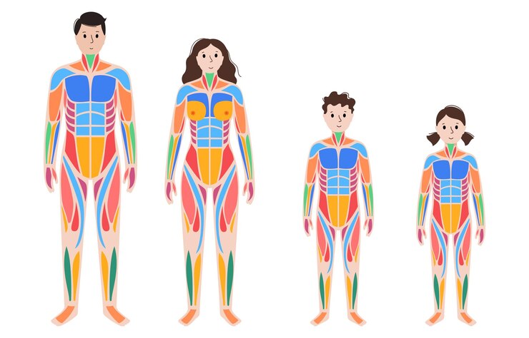 Vetor sistema muscular humano