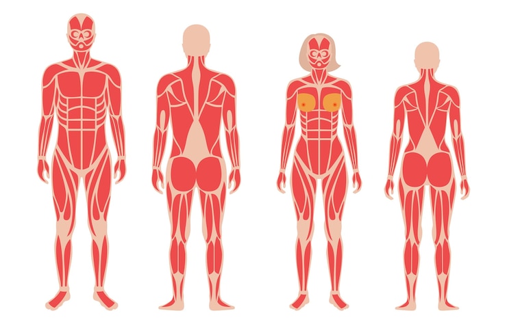 Vetor sistema muscular humano