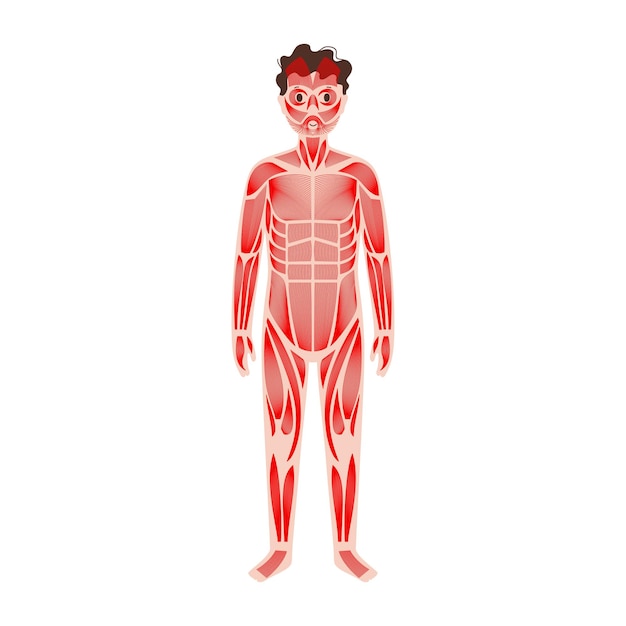 Vetor sistema muscular humano