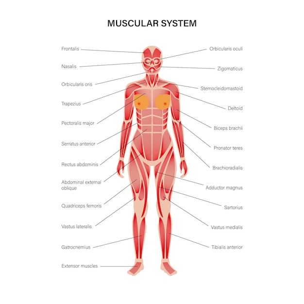 Vetor sistema muscular humano