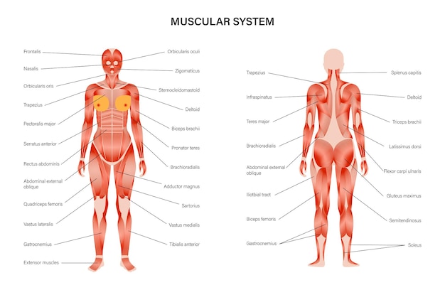 Vetor sistema muscular humano