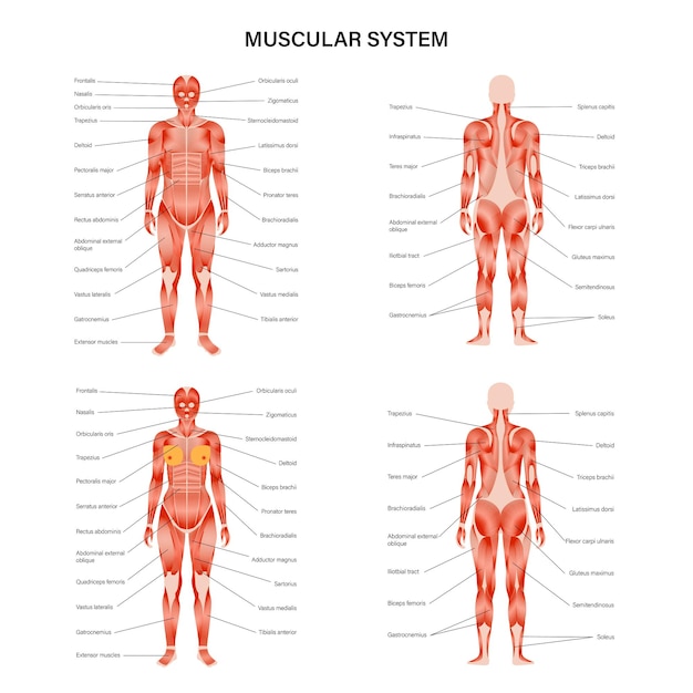 Vetor sistema muscular humano