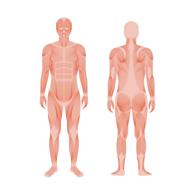 Sistema muscular humano