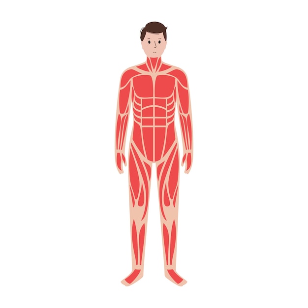 Sistema muscular humano