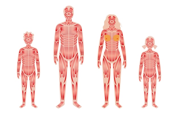 Sistema muscular humano