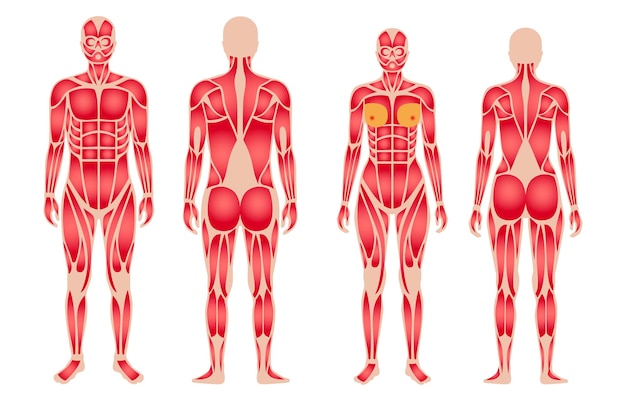 Vetor sistema muscular humano