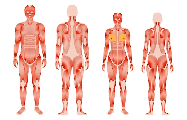 Vetor sistema muscular humano