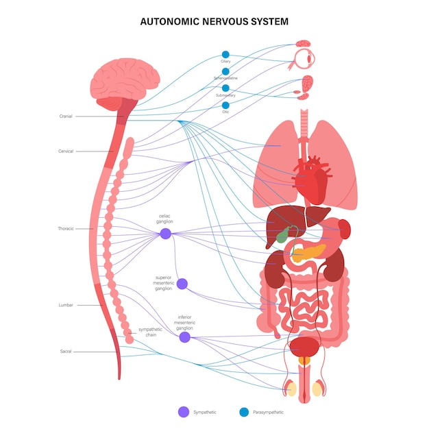 Vetor sistema nervoso autónomo