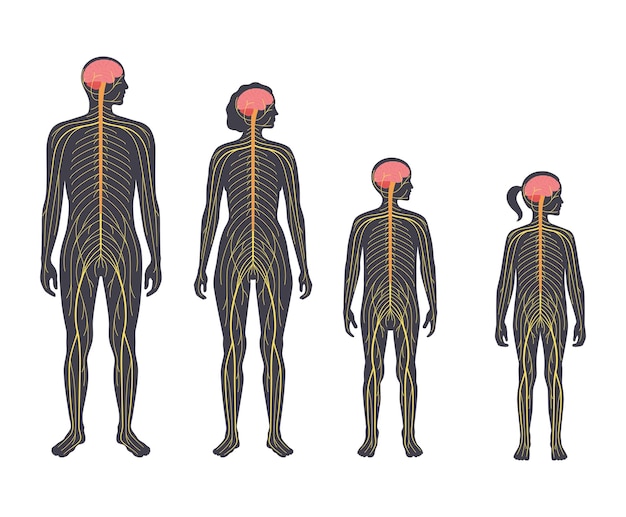 Vetor sistema nervoso humano