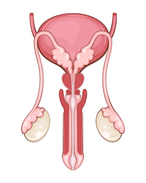 Sistema reprodutor masculino Anatomia Órgão interno humano Ilustração anatômica Ciência medicina