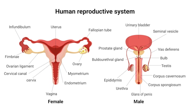 Vetor sistema reprodutor masculino e feminino com partes principais rotuladas anatomia do corpo humano vistas anteriores conceito de educação em biologia ilustração vetorial