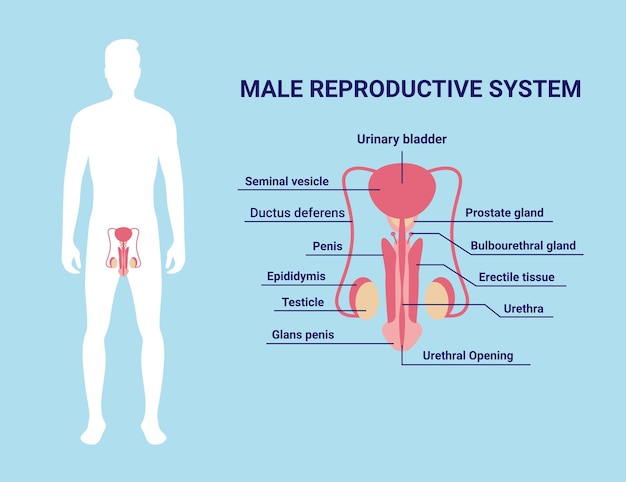 Vetor sistema reprodutor masculino silhueta e órgãos masculinos com descrição de texto