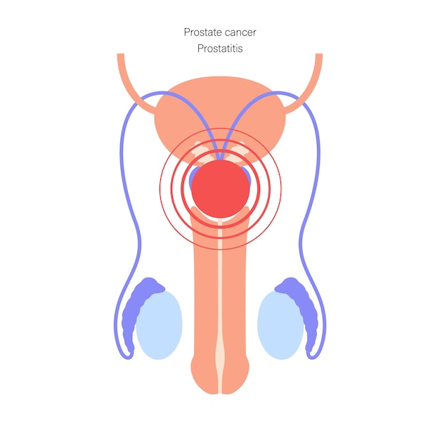 Vetor sistema reprodutor masculino
