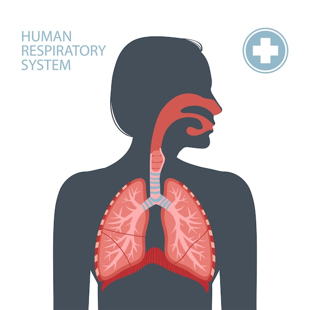 Vetor sistema respiratório humano.