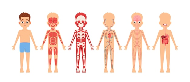 Sistemas de órgãos do corpo humano fisiologia anatomia educacional para crianças menino com anatomia esqueleto nervoso circulatório