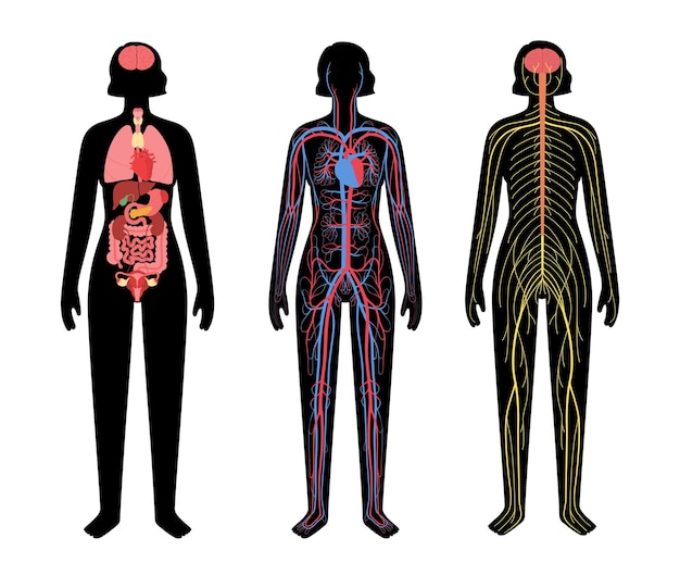 Vetor sistemas do corpo humano