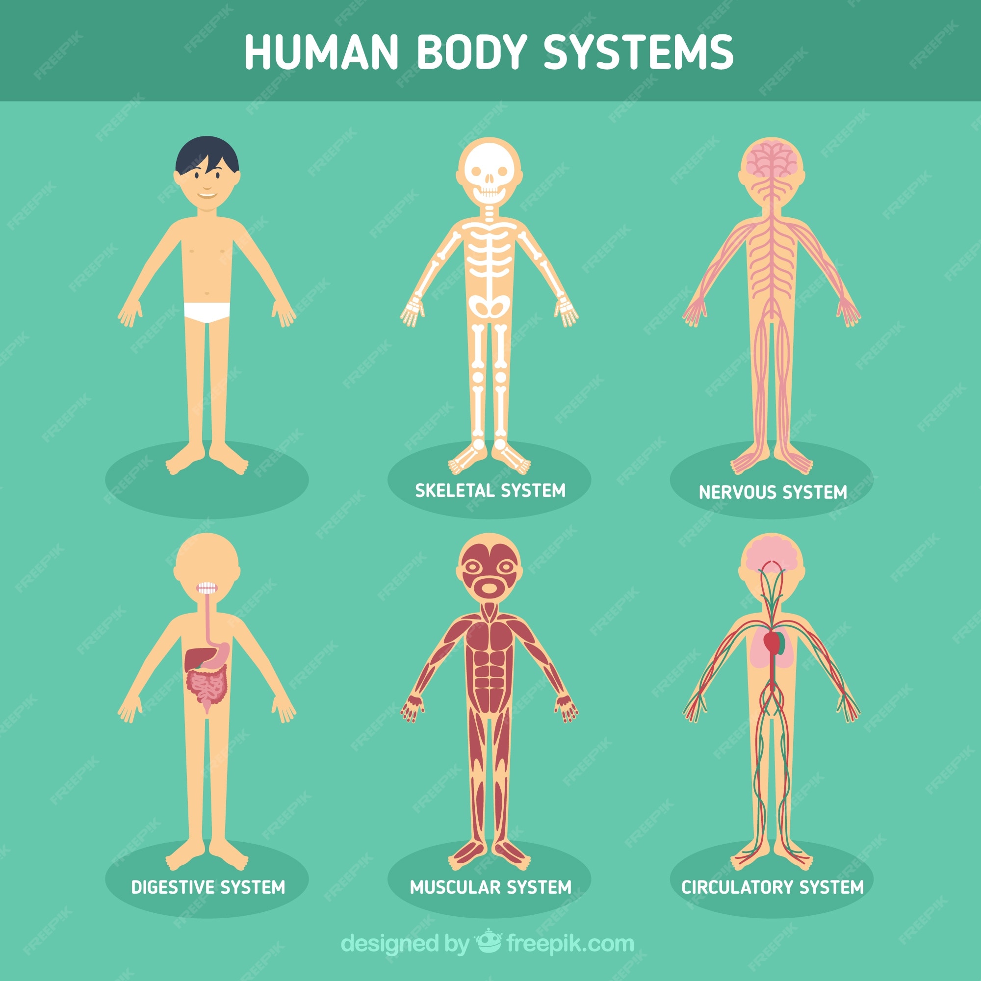 Human topic. Организм человека. Тело человека. Системы организма человека. Системы тела человека.