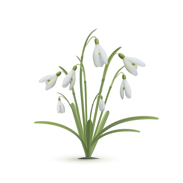 Snowdrop flores sobre fundo branco.