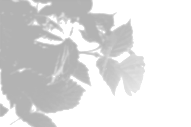 Vetor sombras de fundo de verão da folhagem de uma árvore em uma parede branca fundo branco e preto para ...