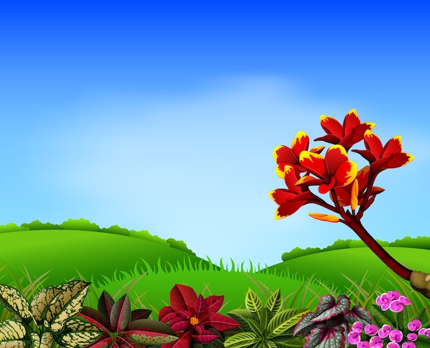 Sotaque de flor de montanha e frangipani