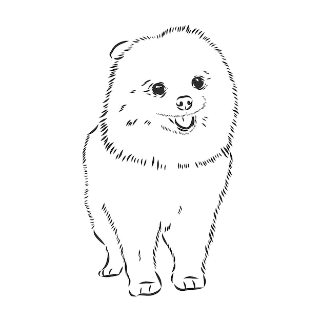 Spitz alemão. Pomeranian Dog. desenhado à mão. Ilustração vetorial Desenho vetorial de cão da Pomerânia