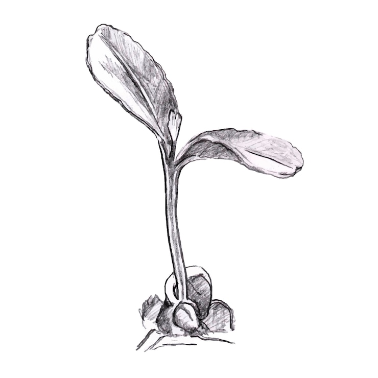 Vetor sprout lápis de desenho estilo doodle broto verde crescendo isolado em um fundo branco