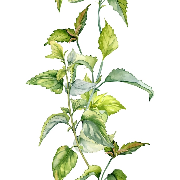 Stem de urtica sem costura borda vertical em aquarela isolado em branco Ilustração da planta herbácea Urticaria dioica Planta picante folha verde desenhada à mão Elemento para banner de embalagem de etiqueta