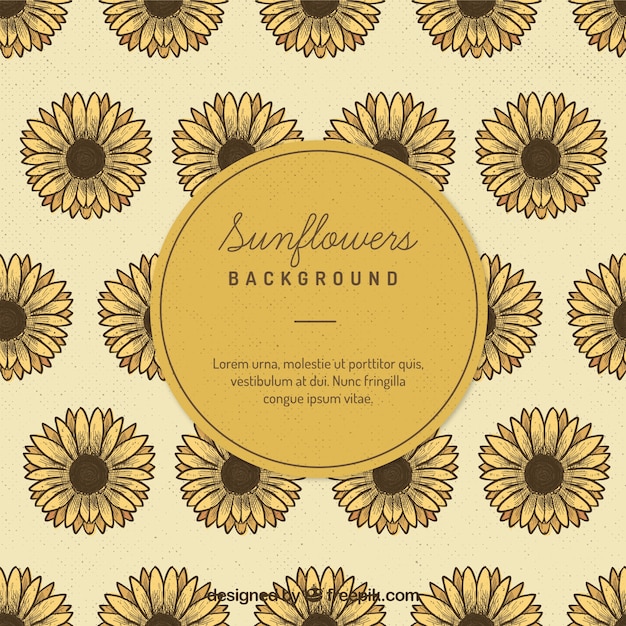 Vetor sunflowers background